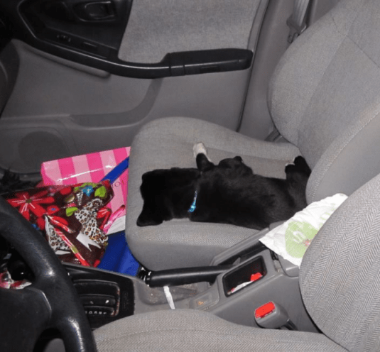 Lefty - Facebook Post - Parvo 2