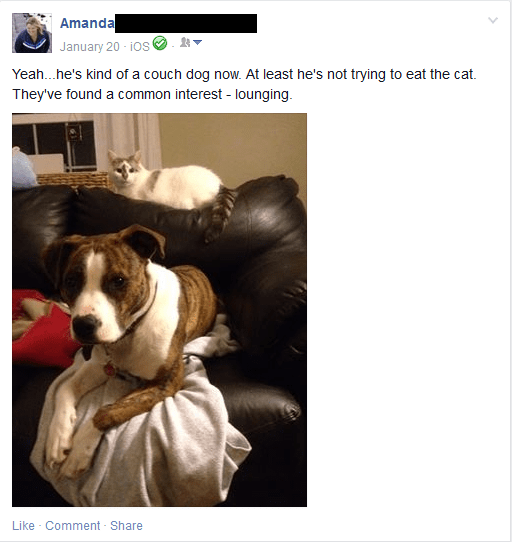 Ollie - Facebook Post 4